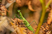IMG_9694