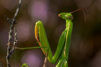 IMG_8712-Edit