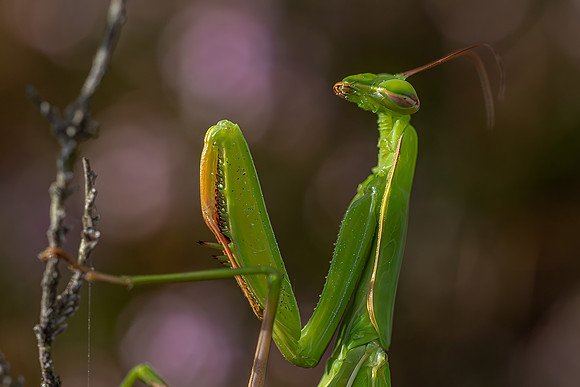 IMG_8712-Edit