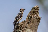 20250531-Matley NF-020