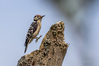 20250531-Matley NF-015