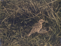 img019-Edit