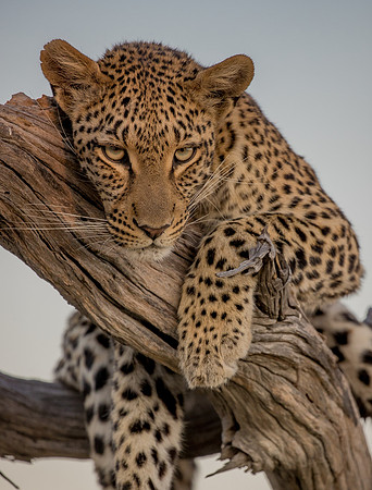 Leopard Botswana, staring at camera