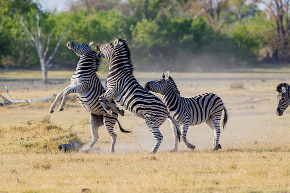 Zebra in Botswana