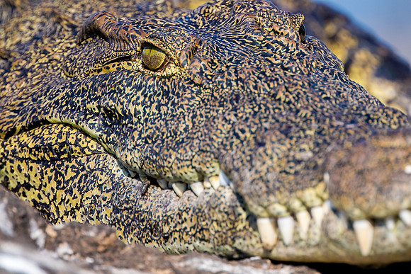Crocodlile in Botswana