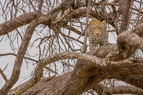Leopard Botswana,staring at camera