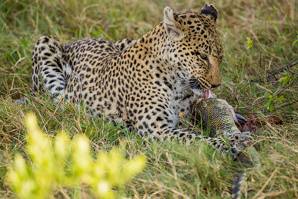 Leopard Botswana,eating Lizard