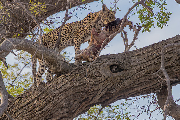 Leopard Botswana, eating jackal