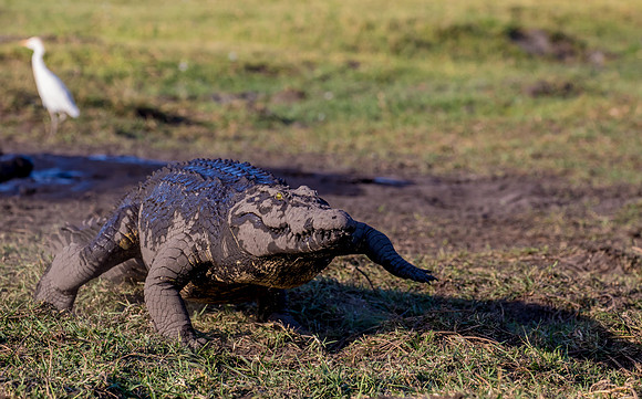crocodile Botswana
