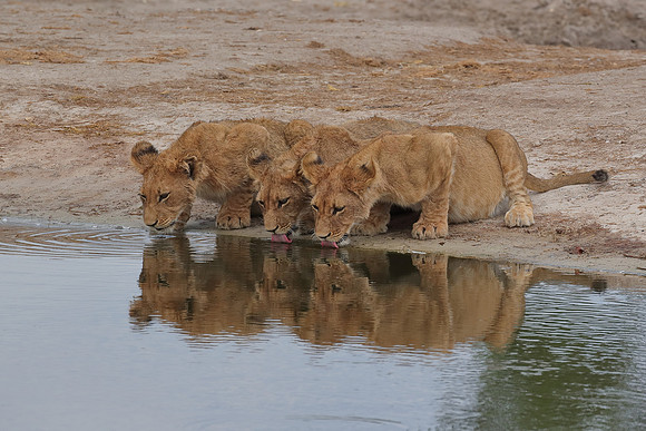 three lion cubs drinking at waterhole, in Botswana