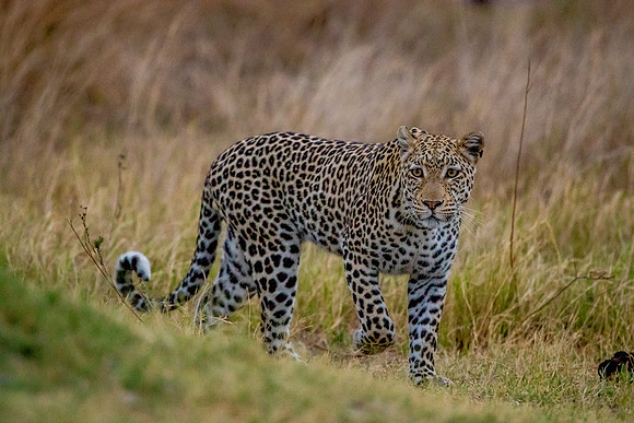 Leopard Botswana, stalking at dusk