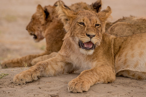Lion cubs in Botswana