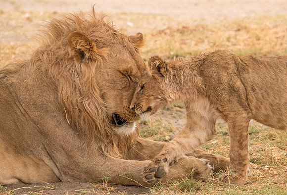 Lion cub nuzzles up to male lion in Botswana