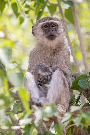 Vervet monkey Botswana