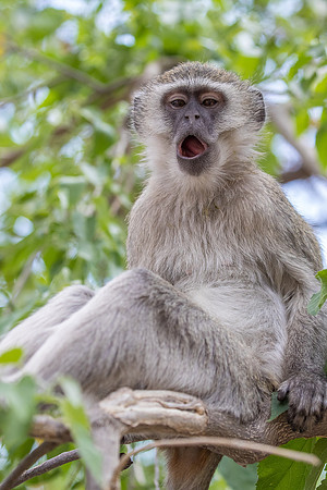 Vervet monkey Botswana