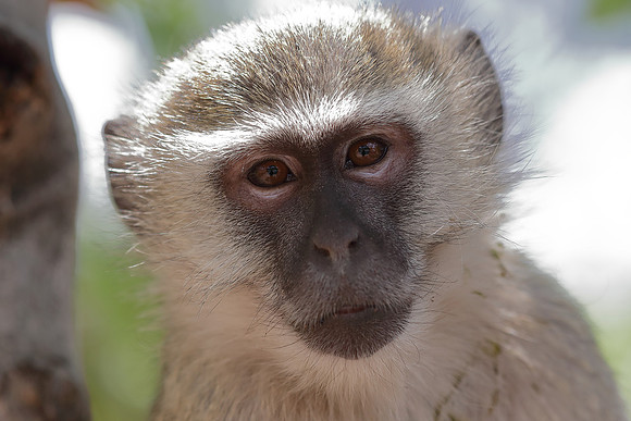 Vervet monkey Botswana