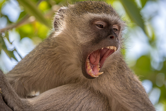 Vervet monkey Botswana