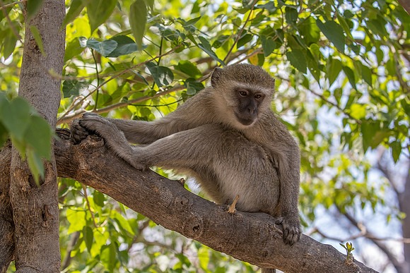 Vervet monkey Botswana