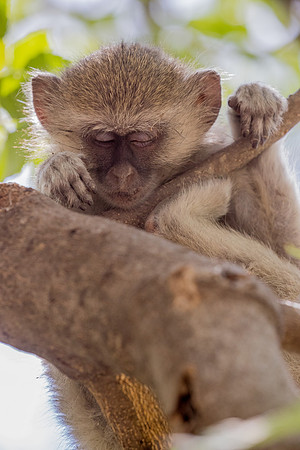 sleeping baby Vervet monkey Botswana