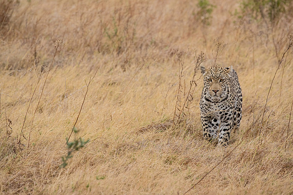 Leopard Botswana,stalking in the grass
