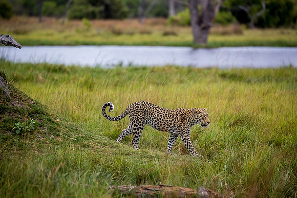 Leopard Botswana,stalking in the green marsh grass