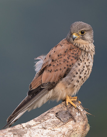 Tiercel European Kestrel