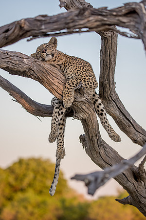 leopard in Botswana