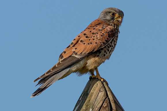 Kevin the Kestrel (tiercel)