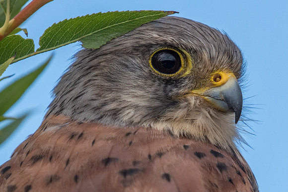 Kevin the Kestrel (tiercel)