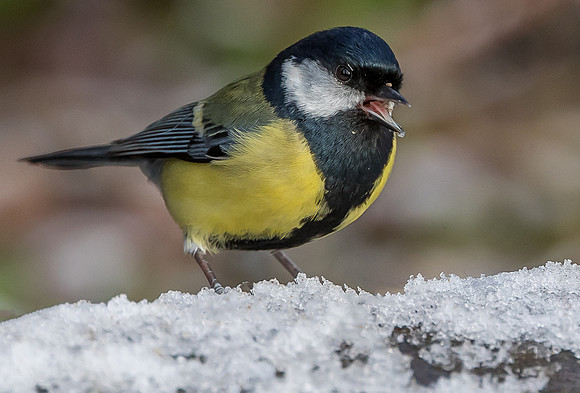AU7I2093-1