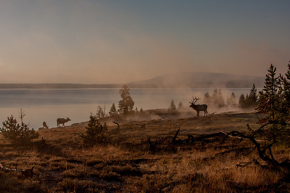 Yellowstone, Elk at sunrise