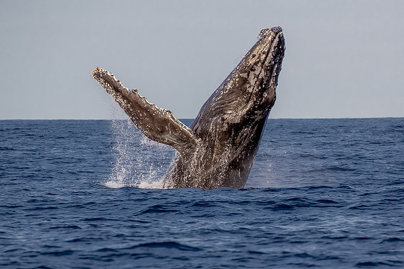 Humpback whale breaching