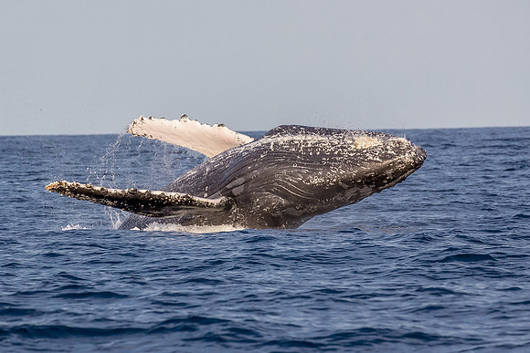 Humpback whale breaching
