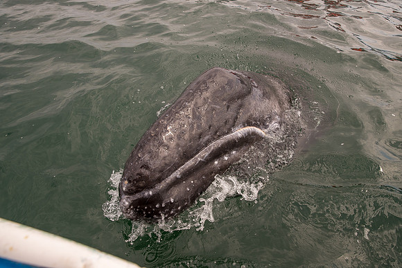 grey whale