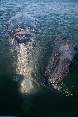 grey whale with calf