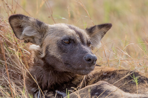 wild dog kwai botswana