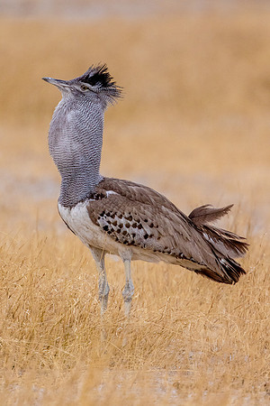 giant bustard