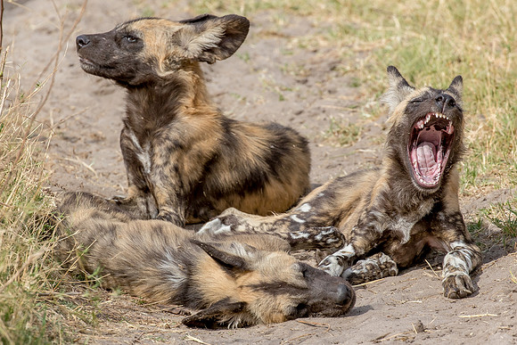 wild dogs, kwai, Botswana