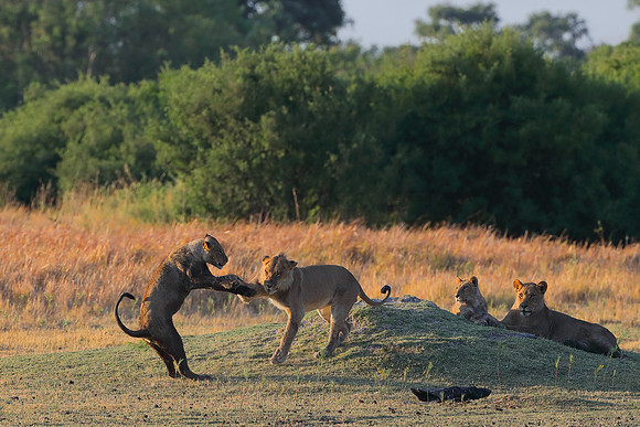 lion cubs playing in Botswana