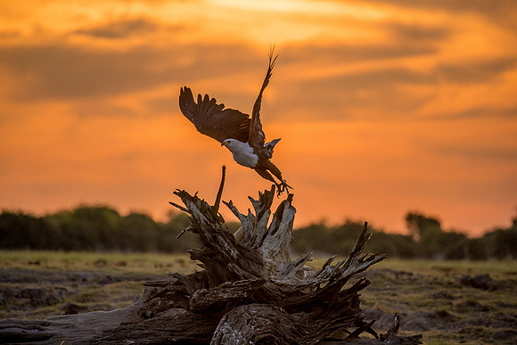 African fish eagle at sunset