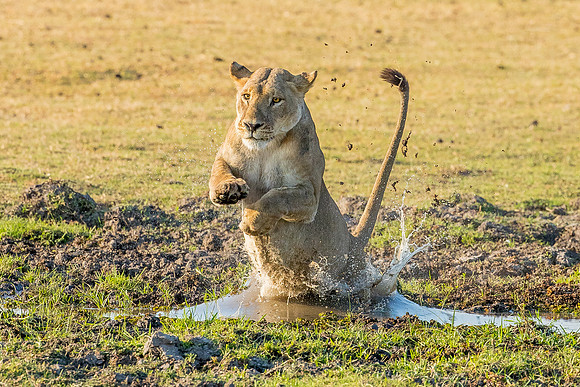 leaping lion lioness