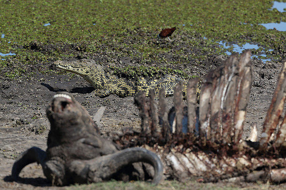 crocodile with buffalo carcas