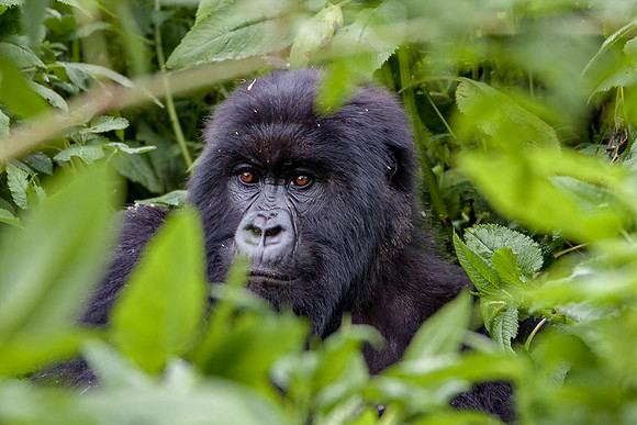 Mountain gorilla