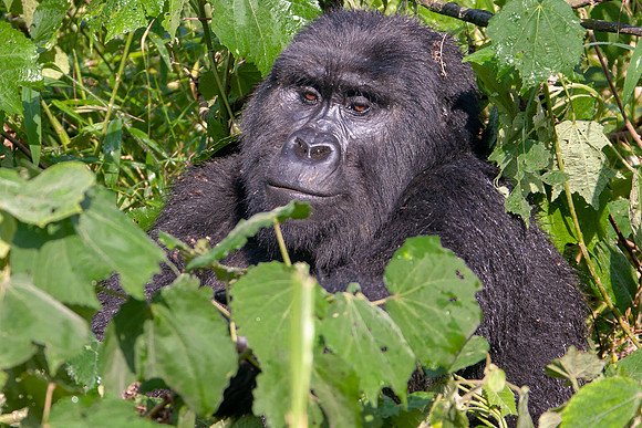 Mountain gorilla