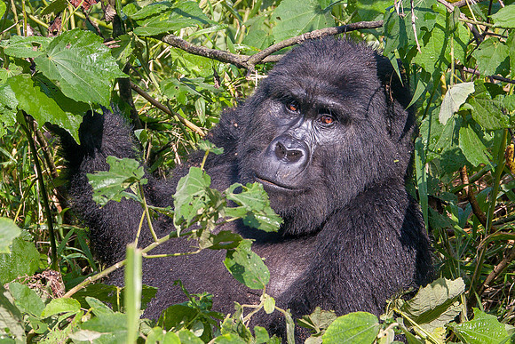 Mountain gorilla