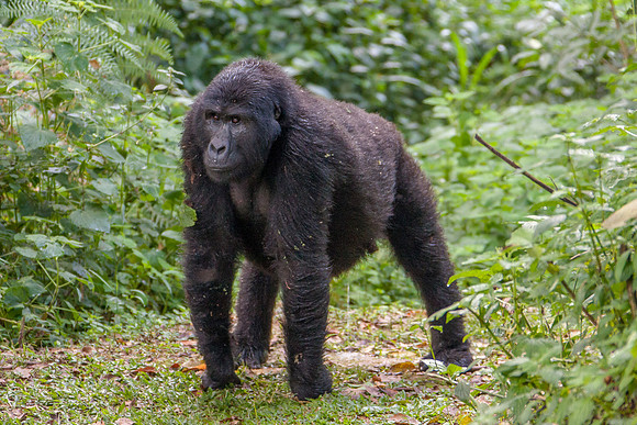 Mountain gorilla