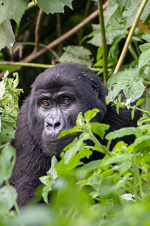 Mountain gorilla