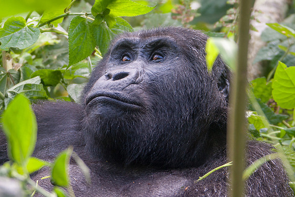 Mountain gorilla