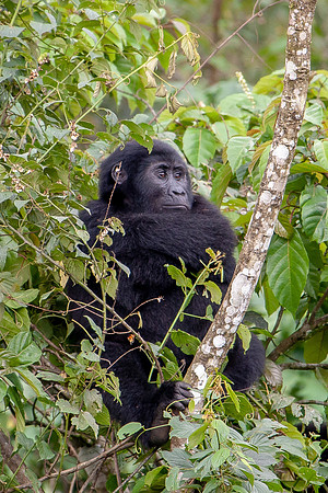 Mountain gorilla