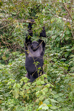 Mountain gorilla